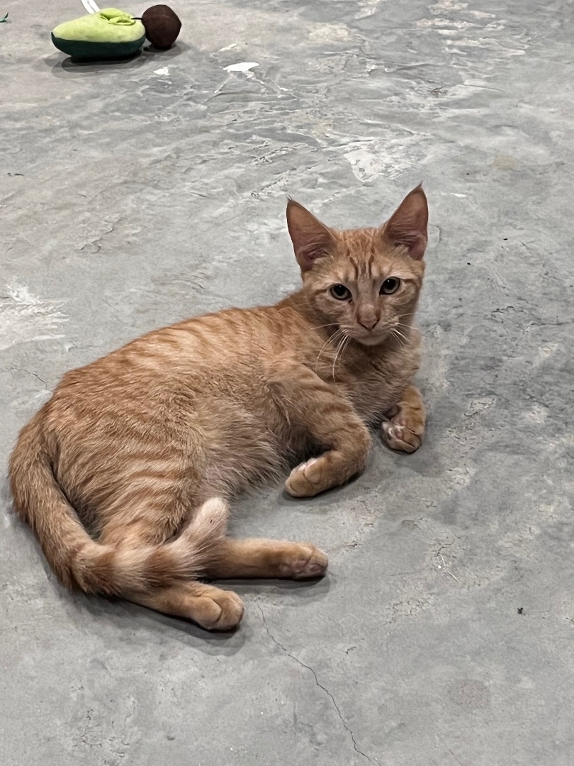 Pancake, Adopted, Kitten Male Domestic Short Hair.