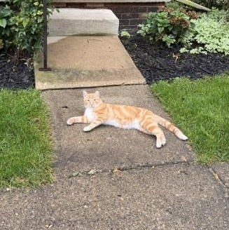 Peanuts, Adoptable, Young Male American Shorthair.