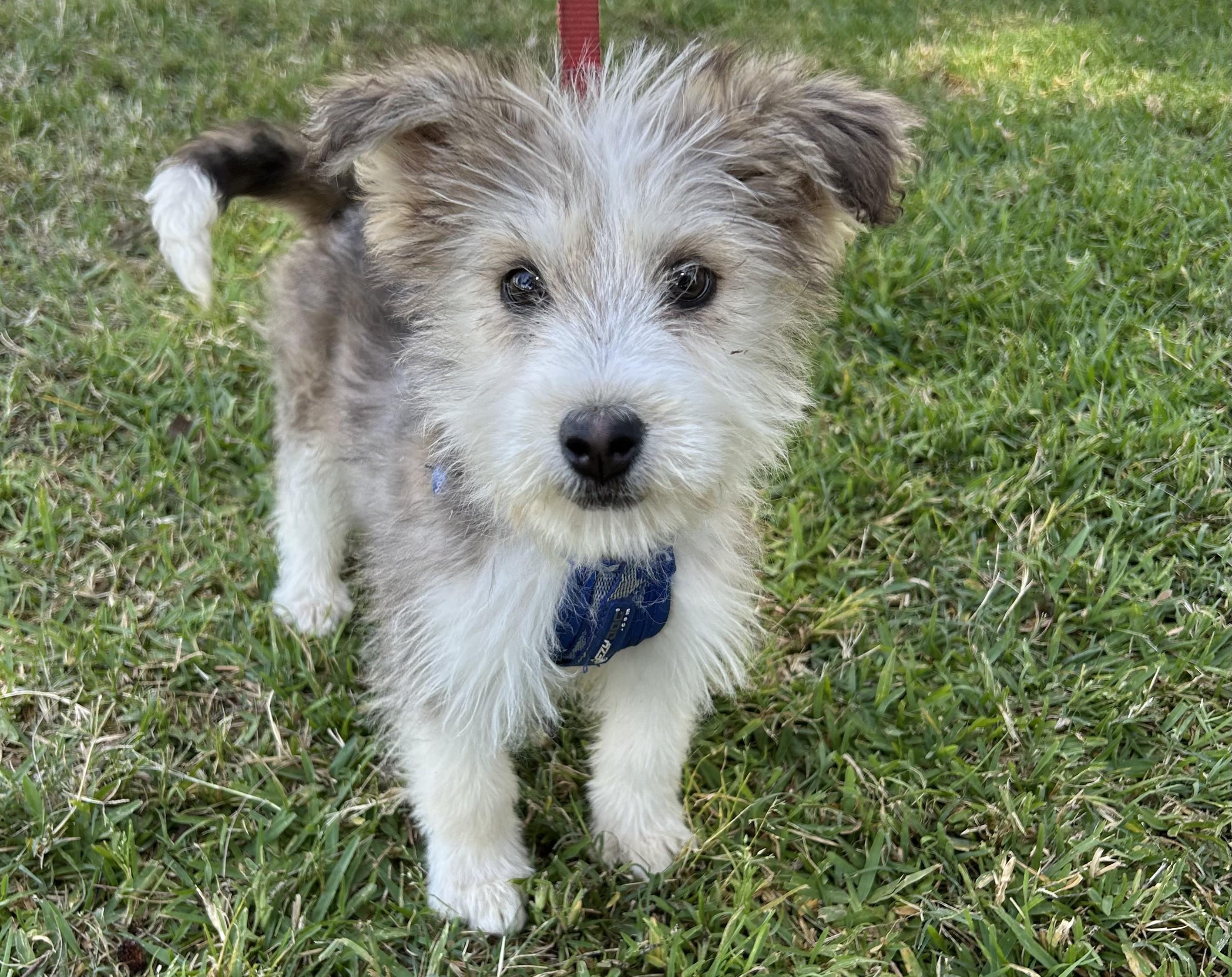 Enlarge ELVIS, a ADOPTABLE mixed breed in Bell Gardens, CA image 3/6