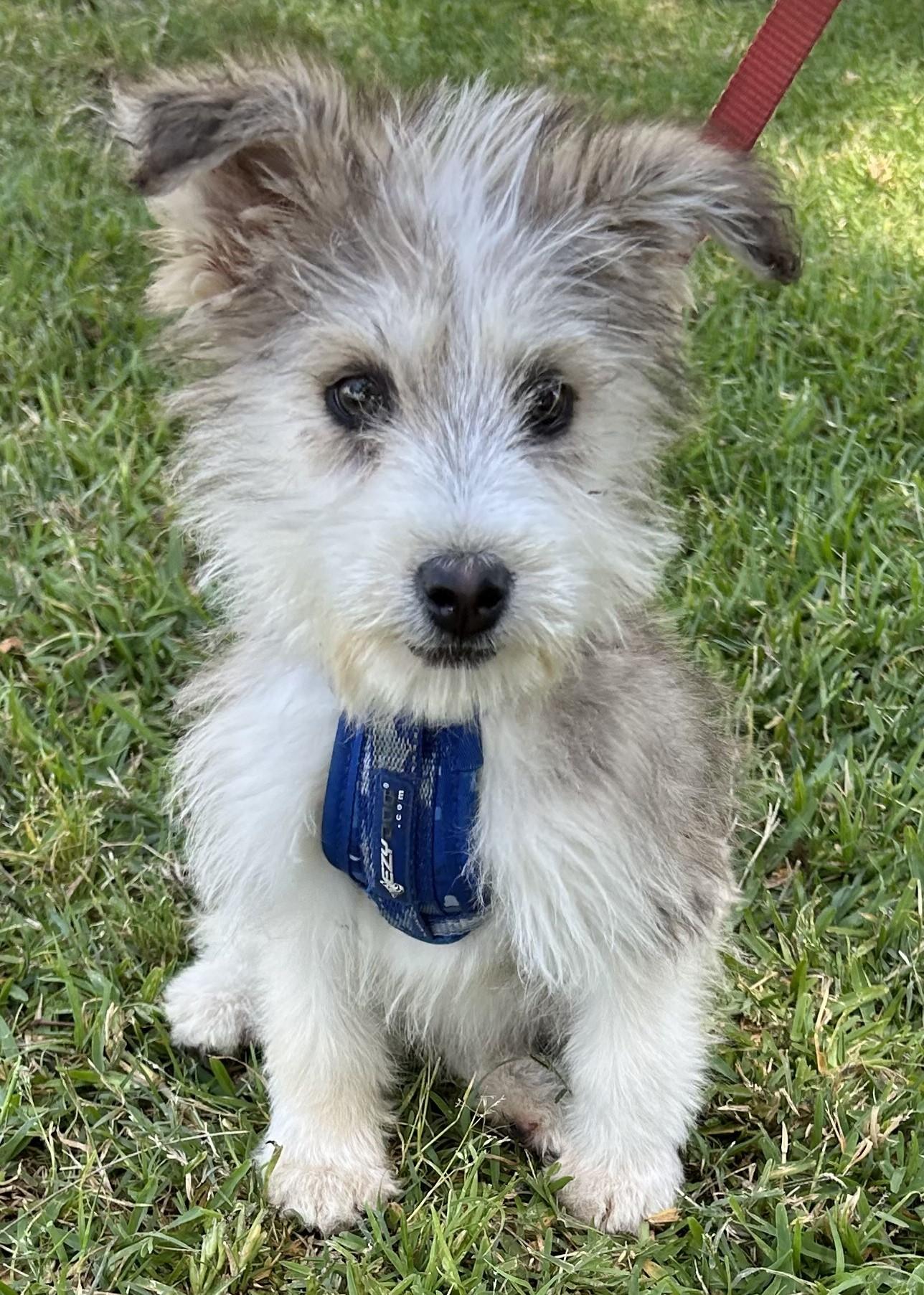 ELVIS, ADOPTABLE, Puppy Male Norfolk Terrier.