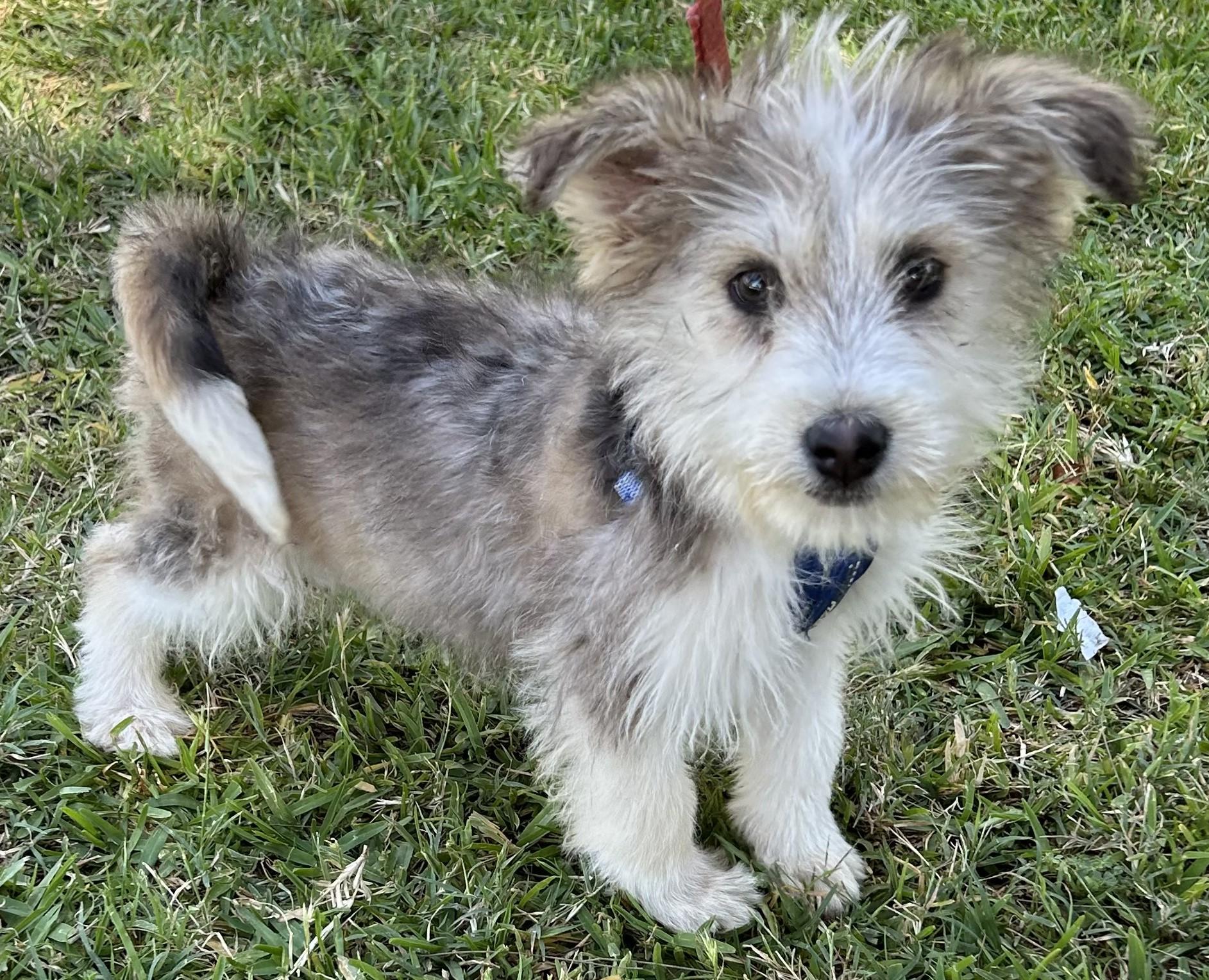 Enlarge ELVIS, a ADOPTABLE mixed breed in Bell Gardens, CA image 5/6