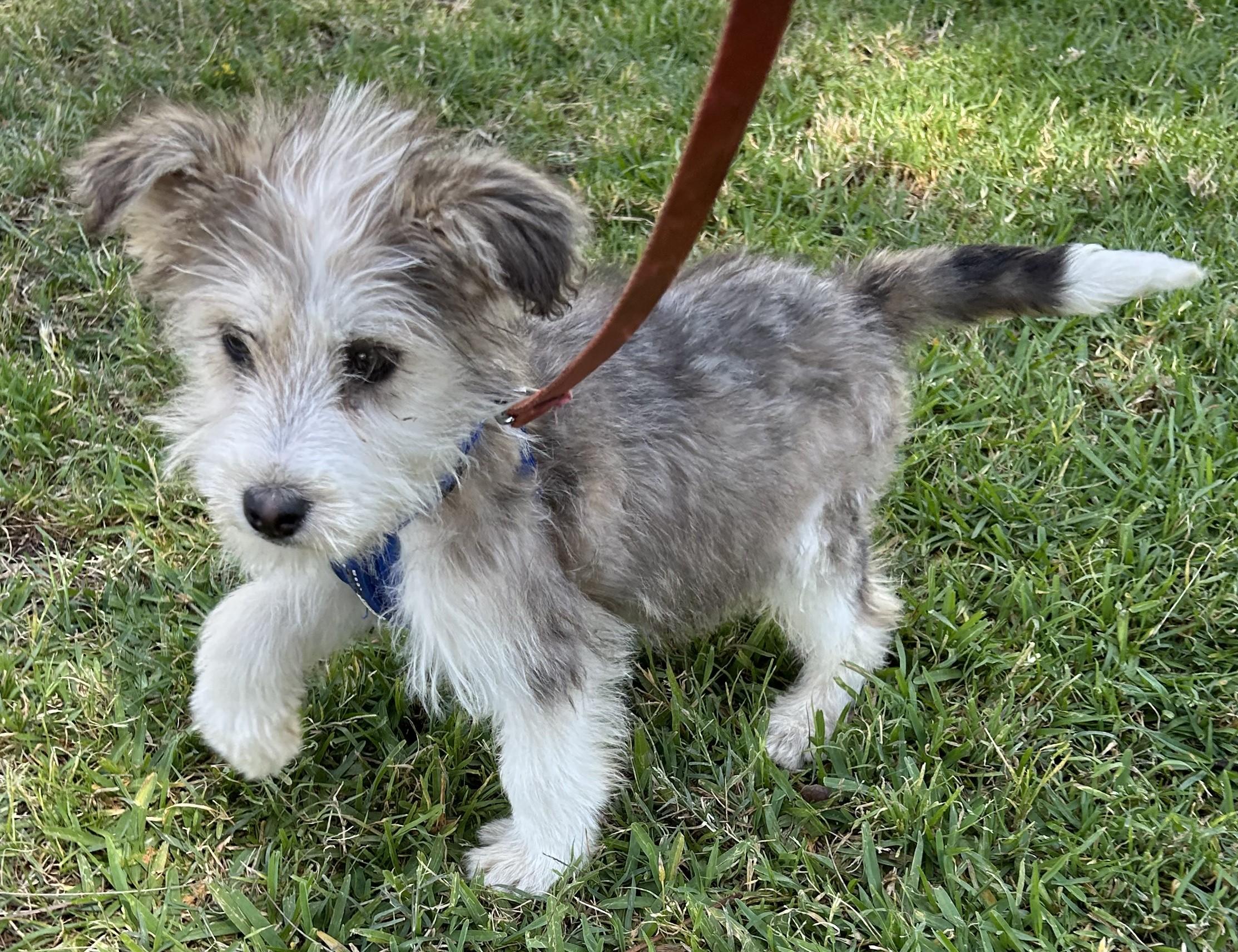 Enlarge ELVIS, a ADOPTABLE mixed breed in Bell Gardens, CA image 2/6