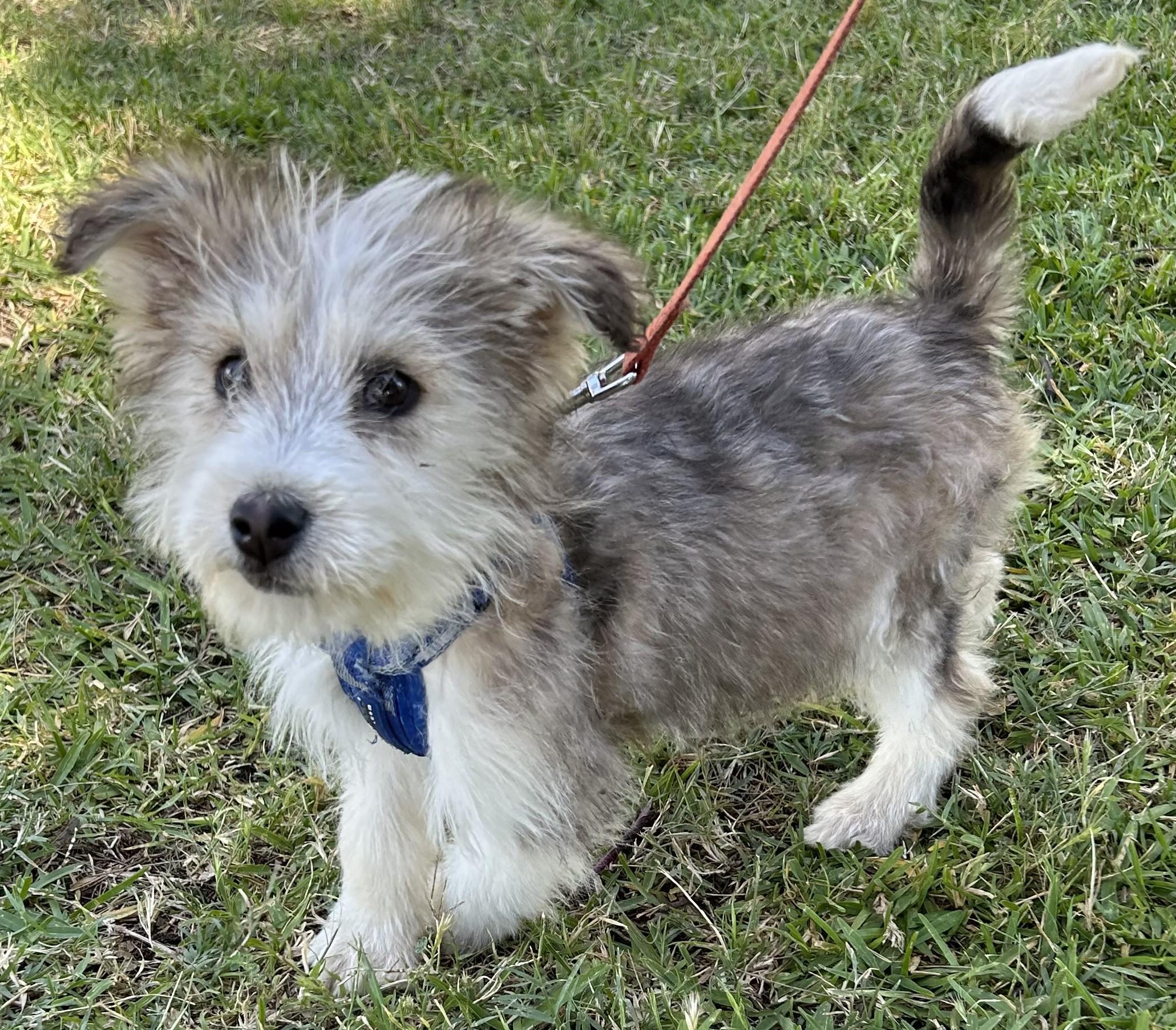 Enlarge ELVIS, a ADOPTABLE mixed breed in Bell Gardens, CA image 6/6