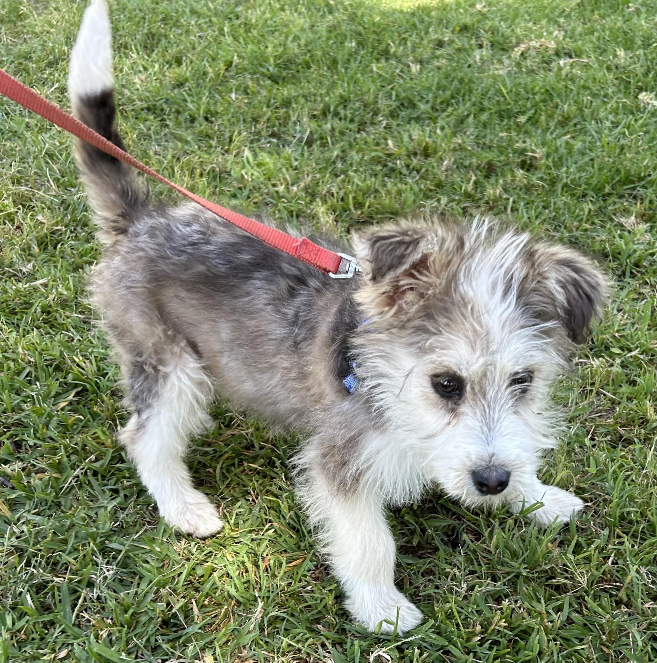 Enlarge ELVIS, a ADOPTABLE mixed breed in Bell Gardens, CA image 4/6