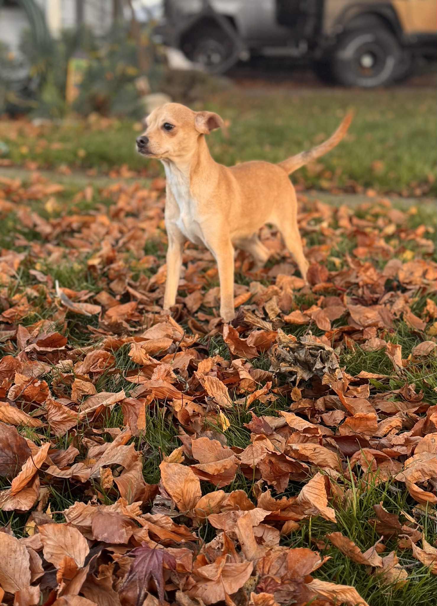 Abu, a Adoptable mixed breed in Burlington, WA image 1/3