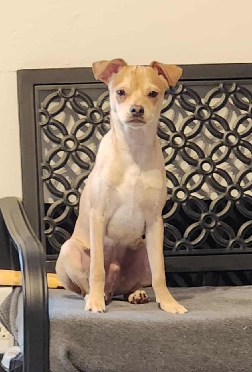 Abu, a Adoptable mixed breed in Burlington, WA image 2/3