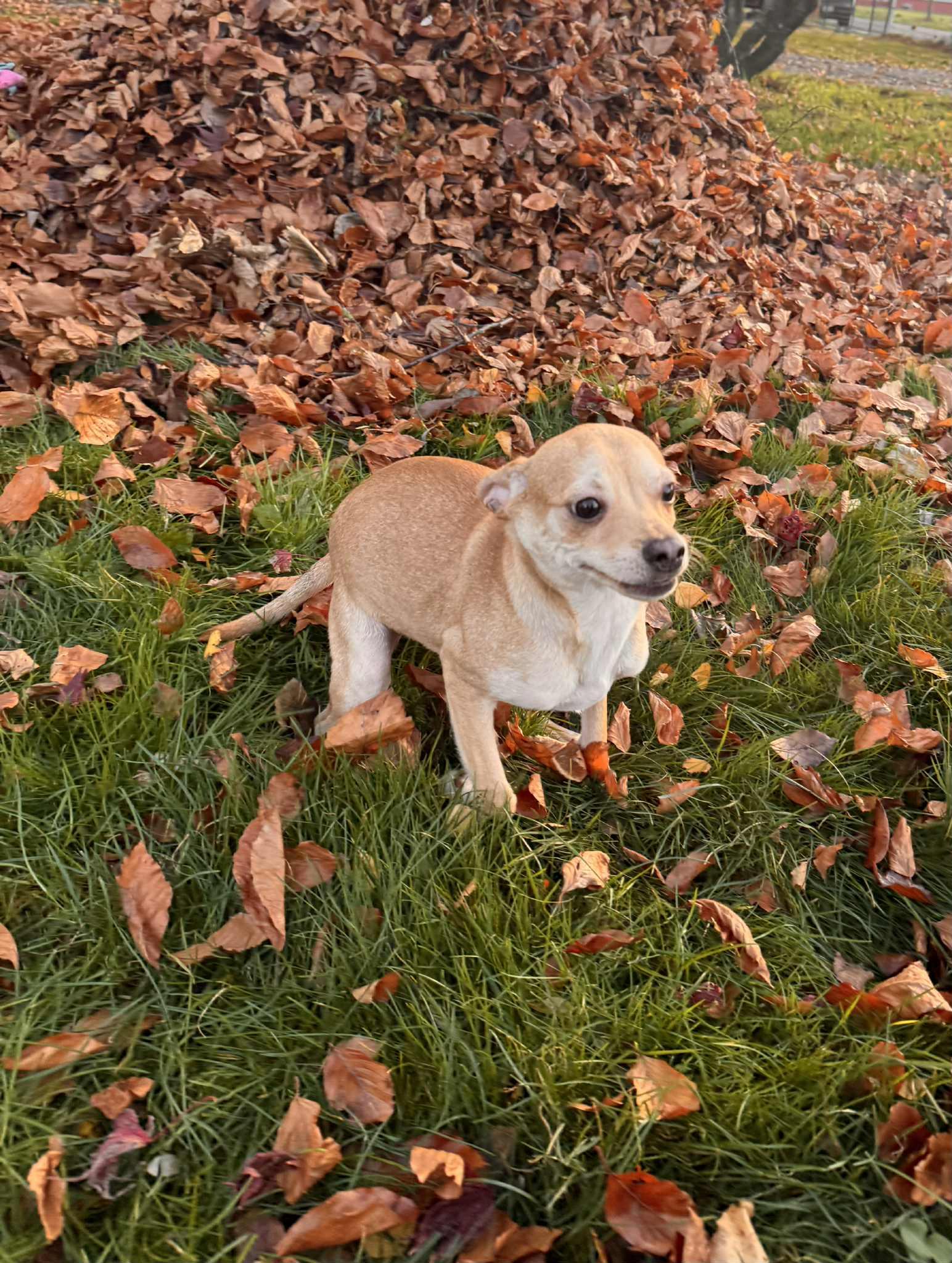 Abu, a Adoptable mixed breed in Burlington, WA image 3/3