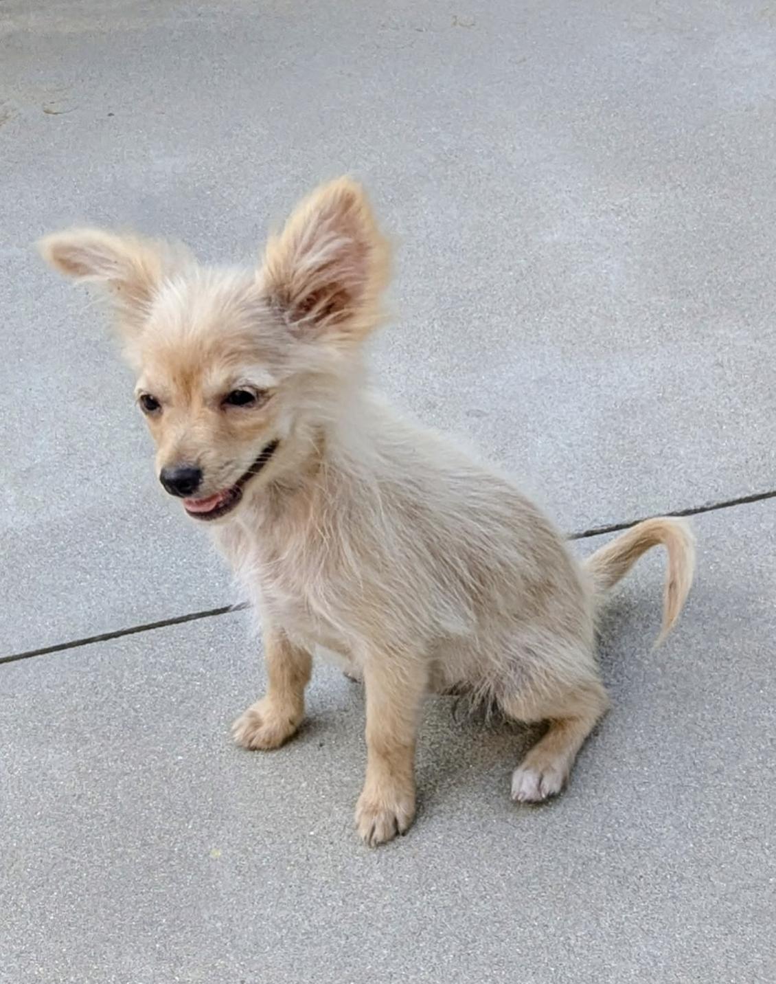 Enlarge Lily, a ADOPTABLE mixed breed in Los Angeles, CA image 3/3