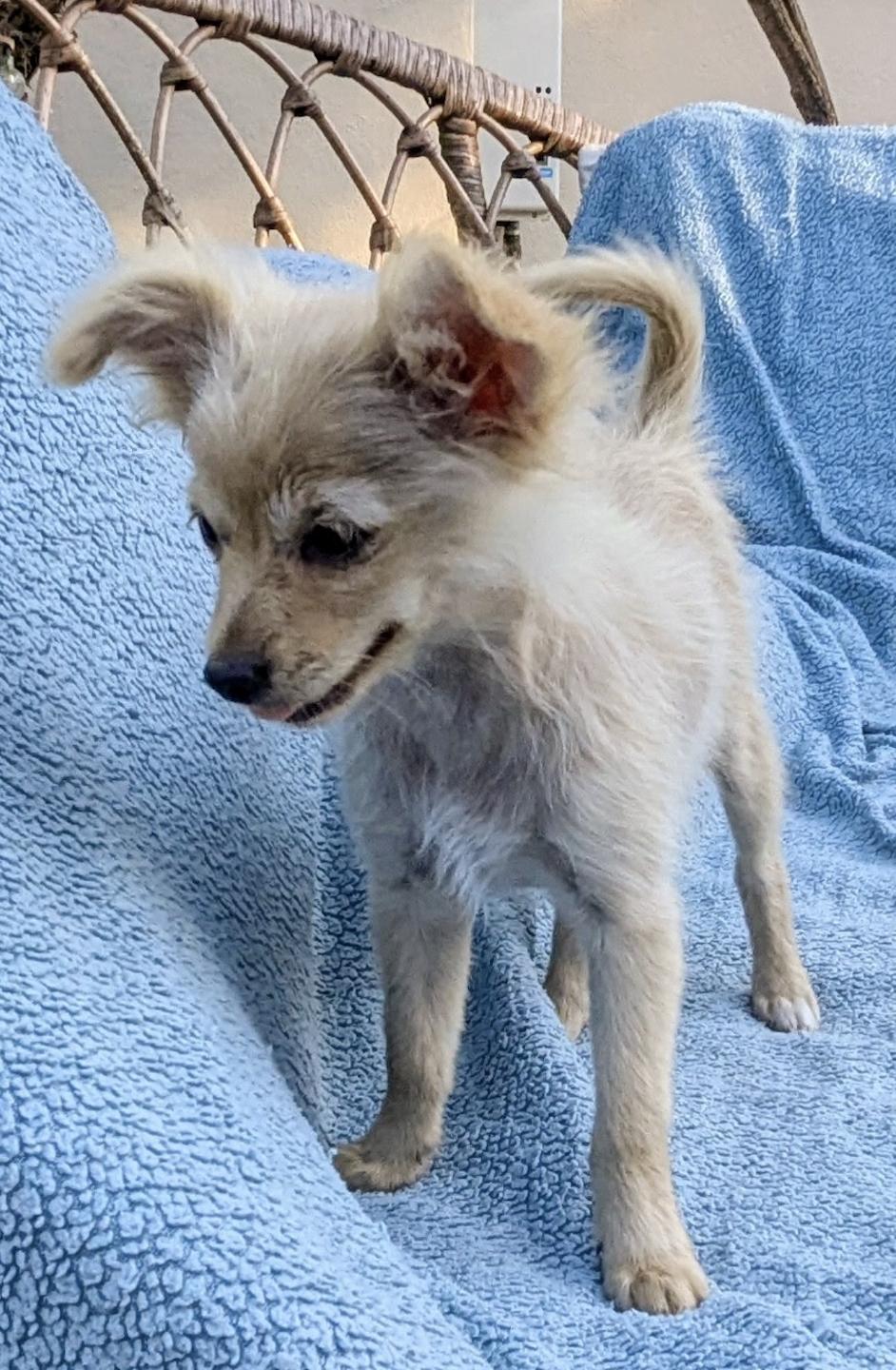Enlarge Lily, a ADOPTABLE mixed breed in Los Angeles, CA image 2/3