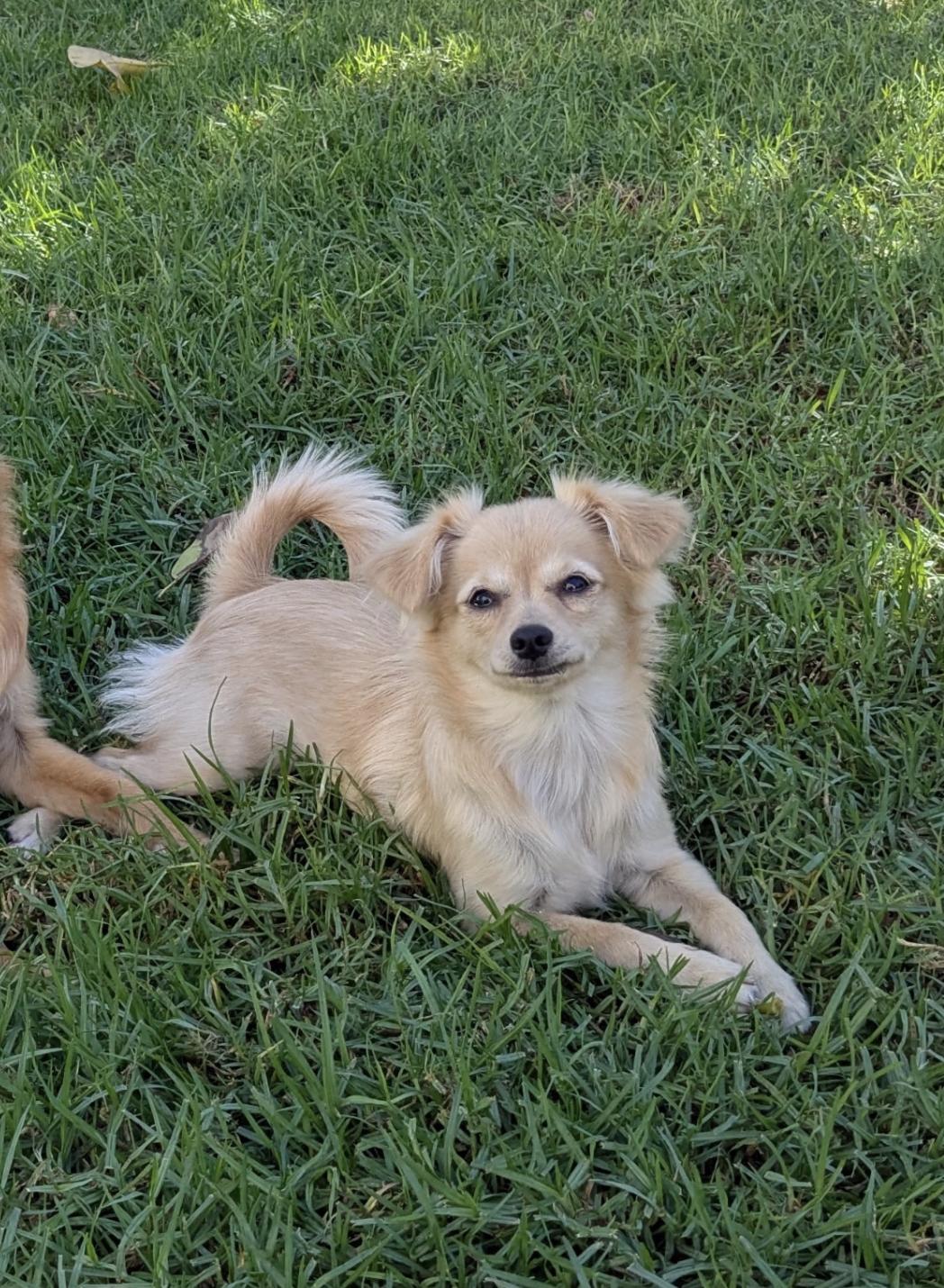 Lily, Adoptable, Young Female Chihuahua.