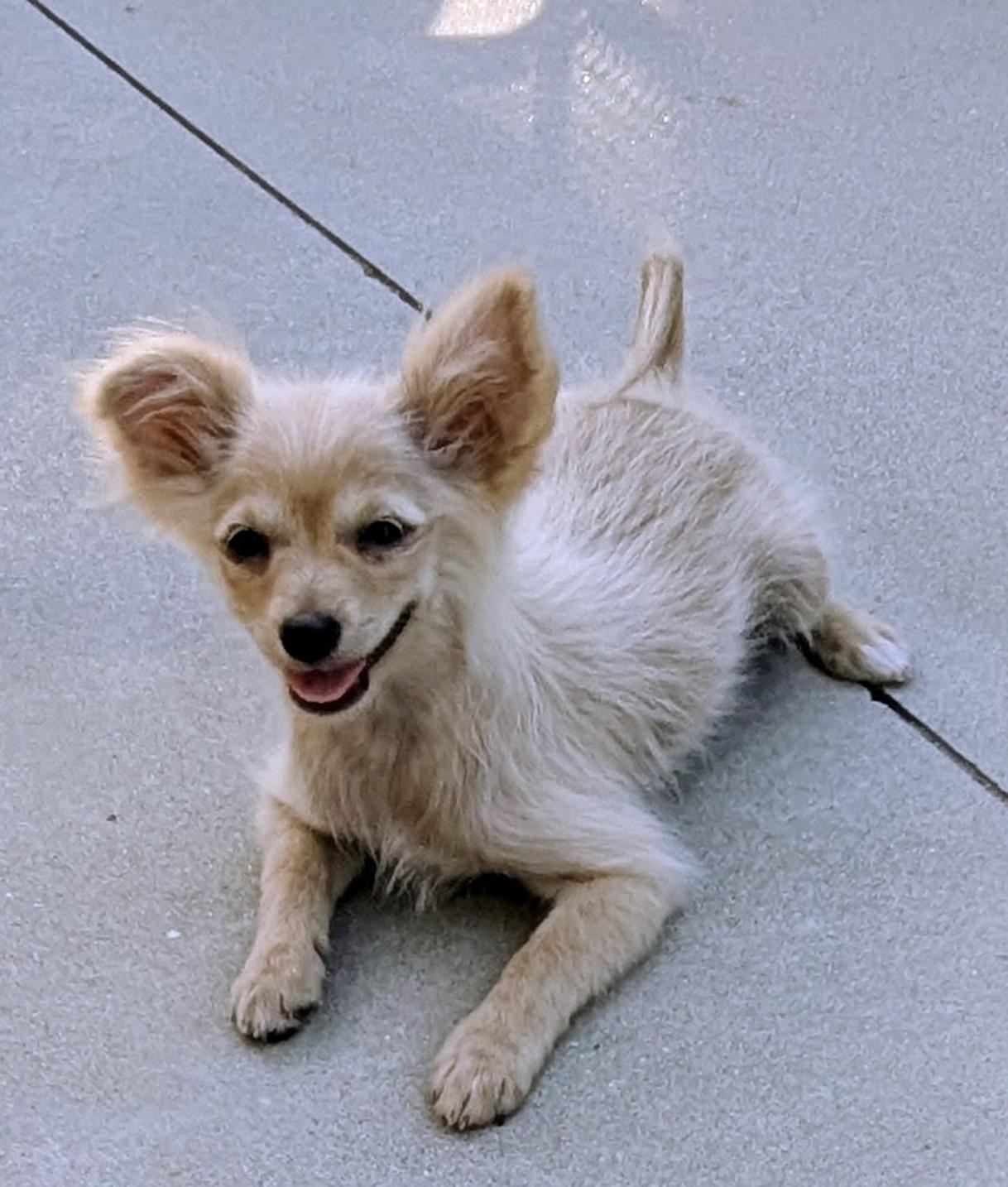 Enlarge Lily, a ADOPTABLE mixed breed in Los Angeles, CA image 1/3