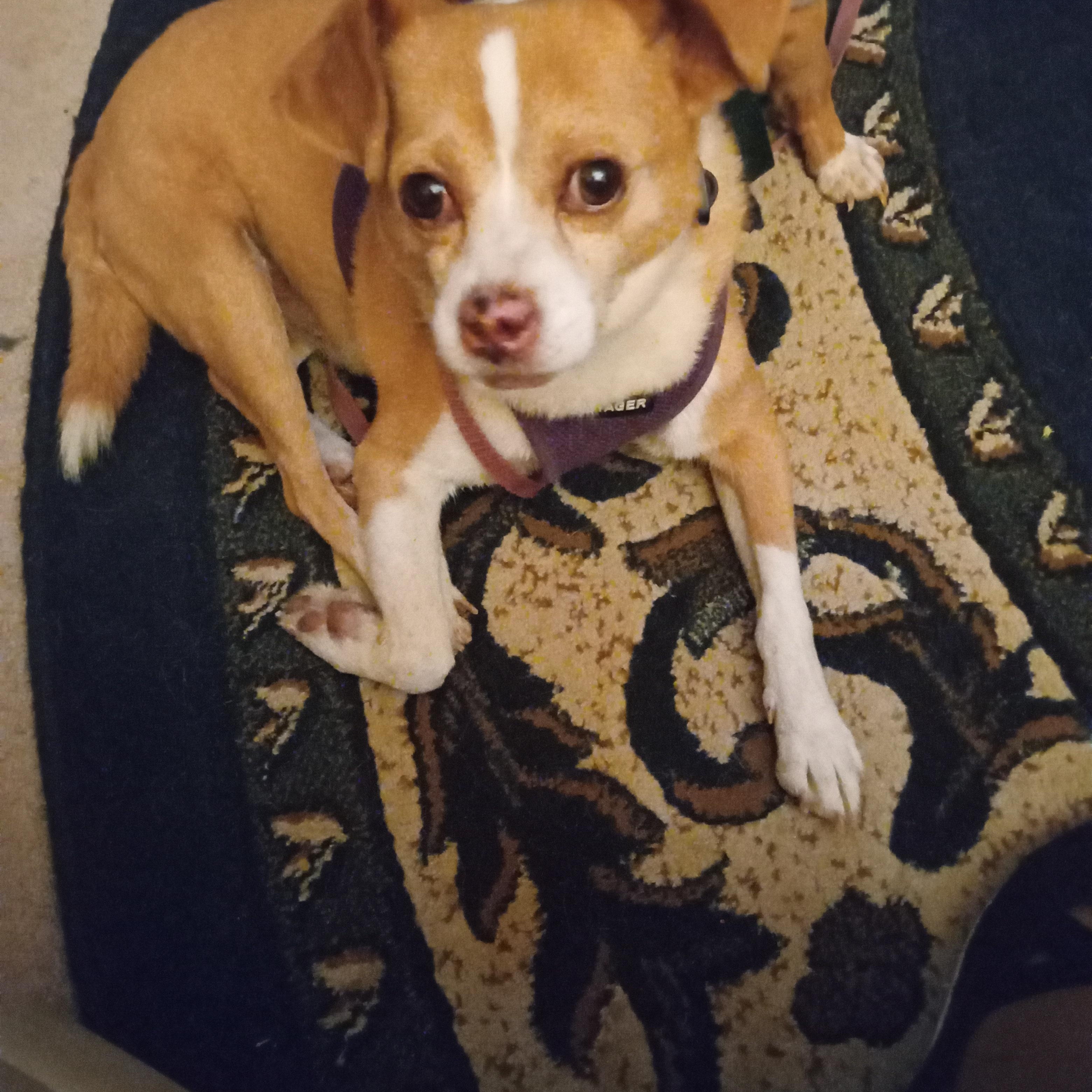 Loki, adopted, Adult Male Chihuahua.