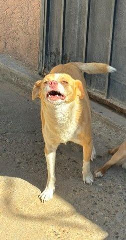 Enlarge Loki, a ADOPTABLE Chihuahua in Albuquerque, NM image 1/1