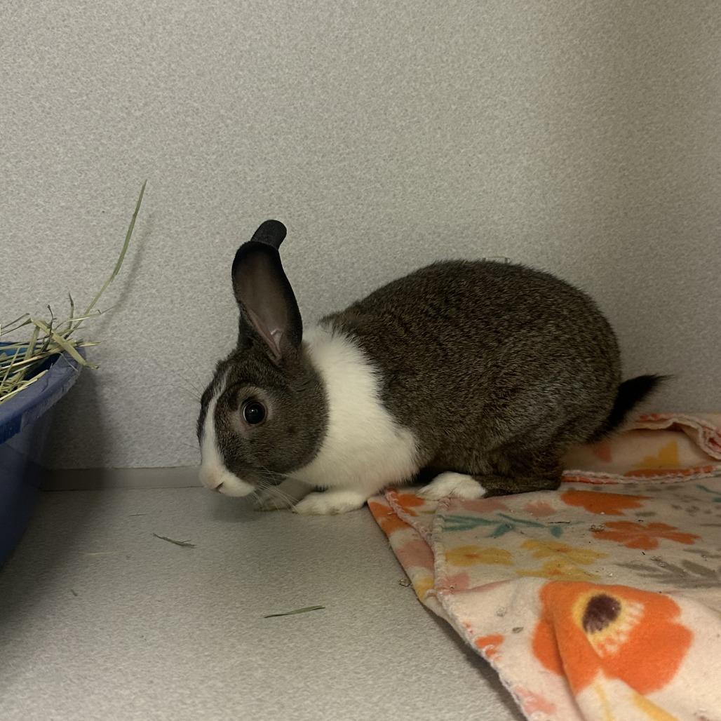 Fred, Adoptable, Young Male American.