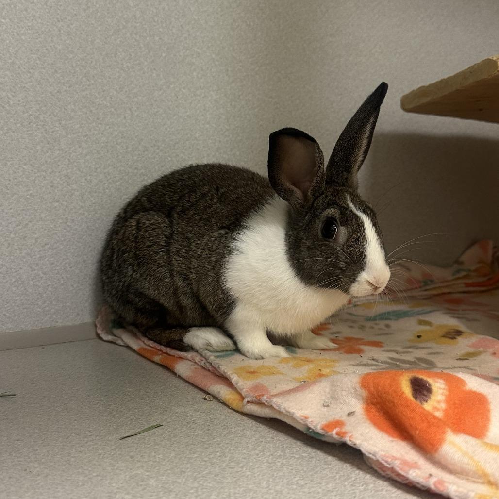 Enlarge Fred, a Adoptable American in Pittsburgh, PA image 2/3