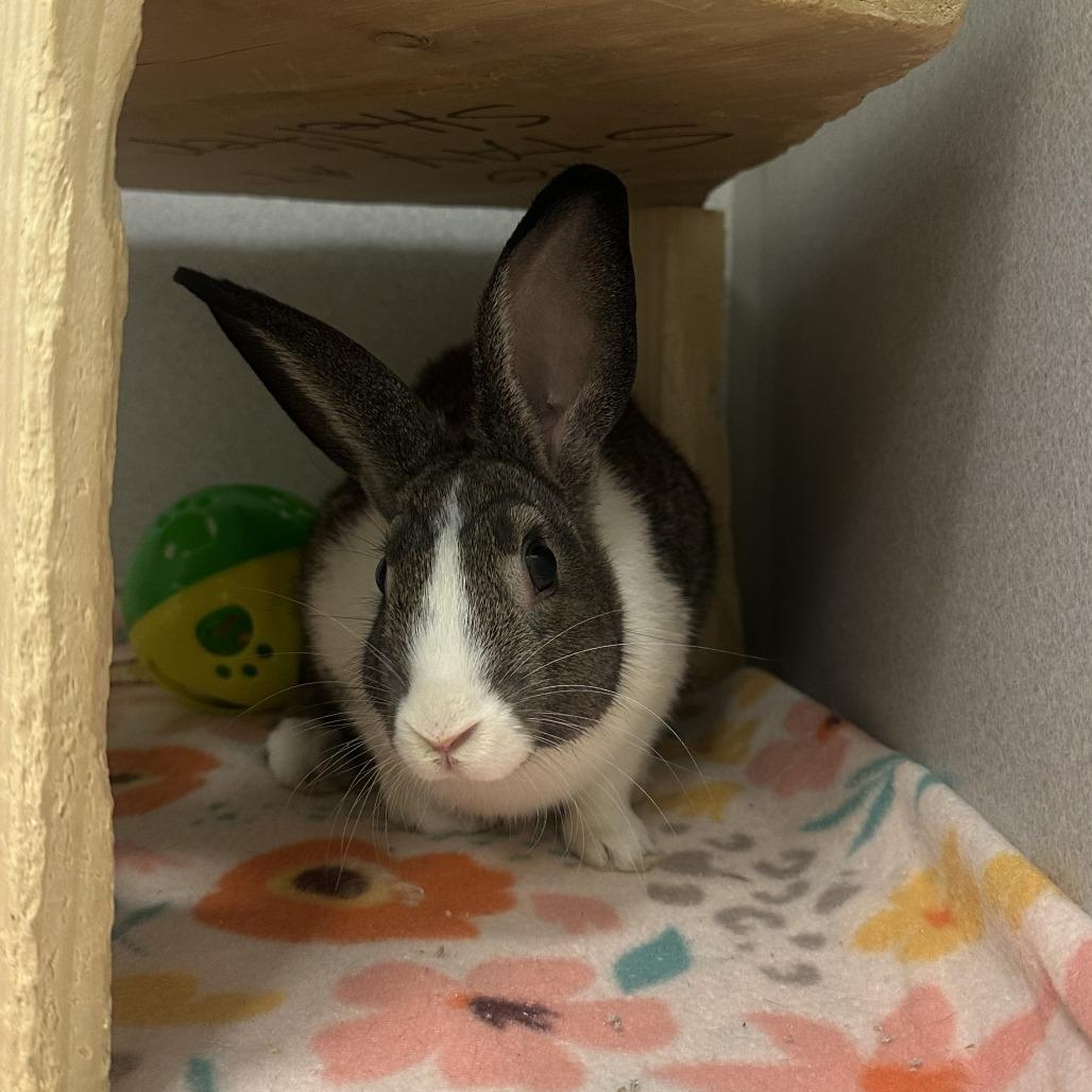 Enlarge Fred, a Adoptable American in Pittsburgh, PA image 3/3