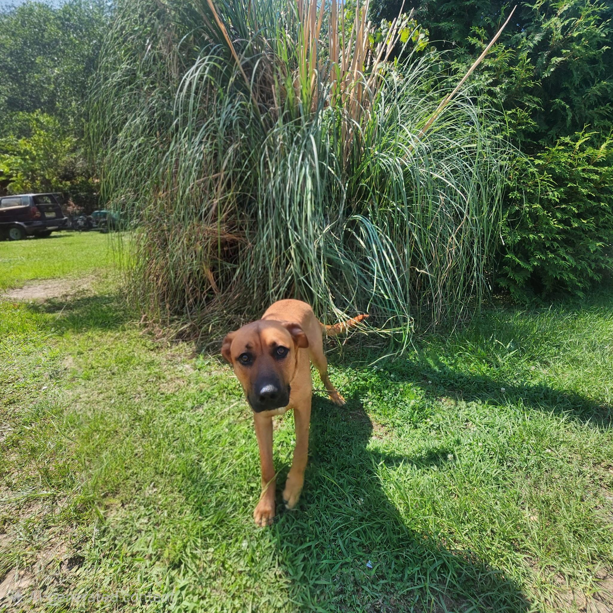 Enlarge Logan, a ADOPTABLE mixed breed in Manhasset, NY image 2/2