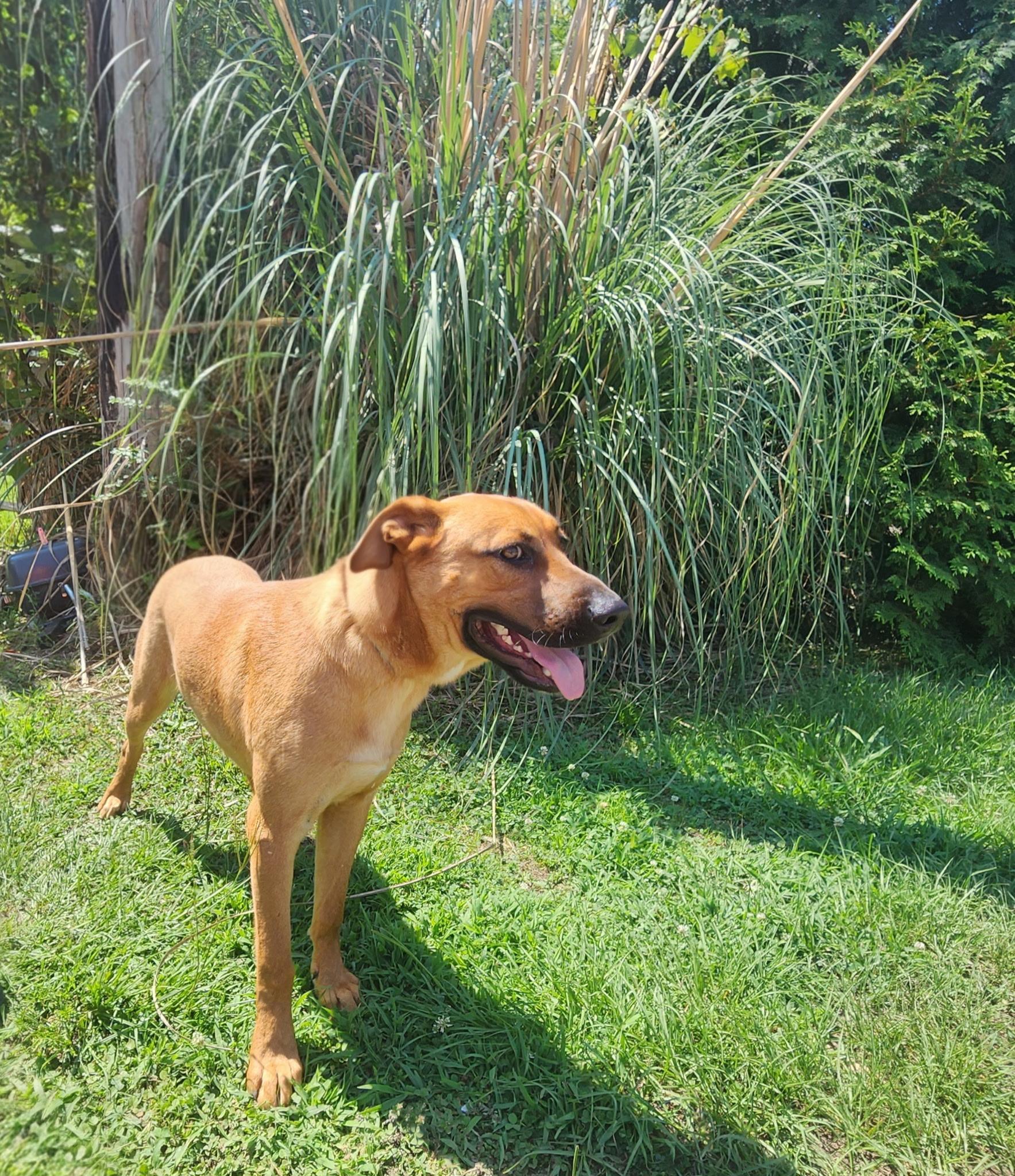 Logan, ADOPTABLE, Young Male Shepherd.