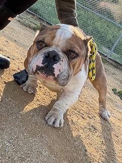 Vinnie, Adoptable, Adult Male English Bulldog.