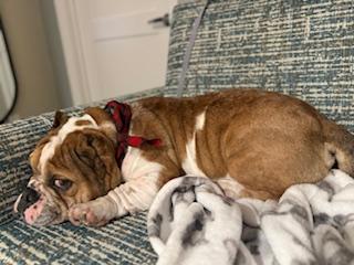 Vinnie, a Adoptable English Bulldog in Mesa, AZ image 2/6