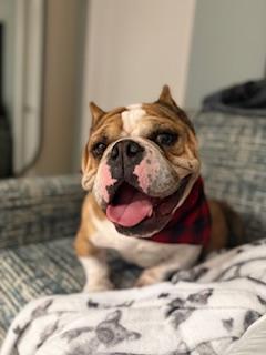 Vinnie, a Adoptable English Bulldog in Mesa, AZ image 4/6