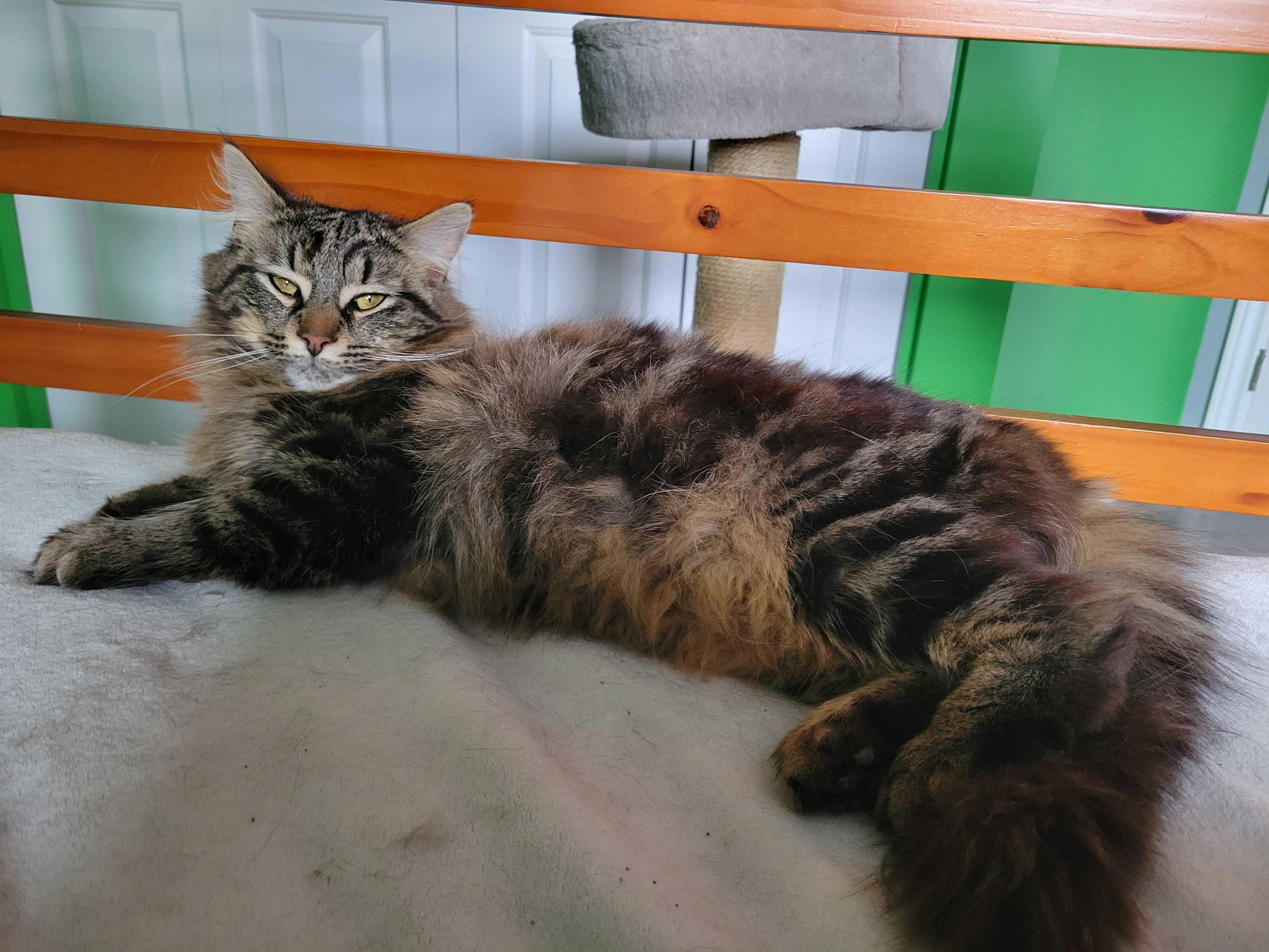 Enlarge Rudy, a ADOPTABLE Domestic Long Hair in Wakefield, QC image 3/3