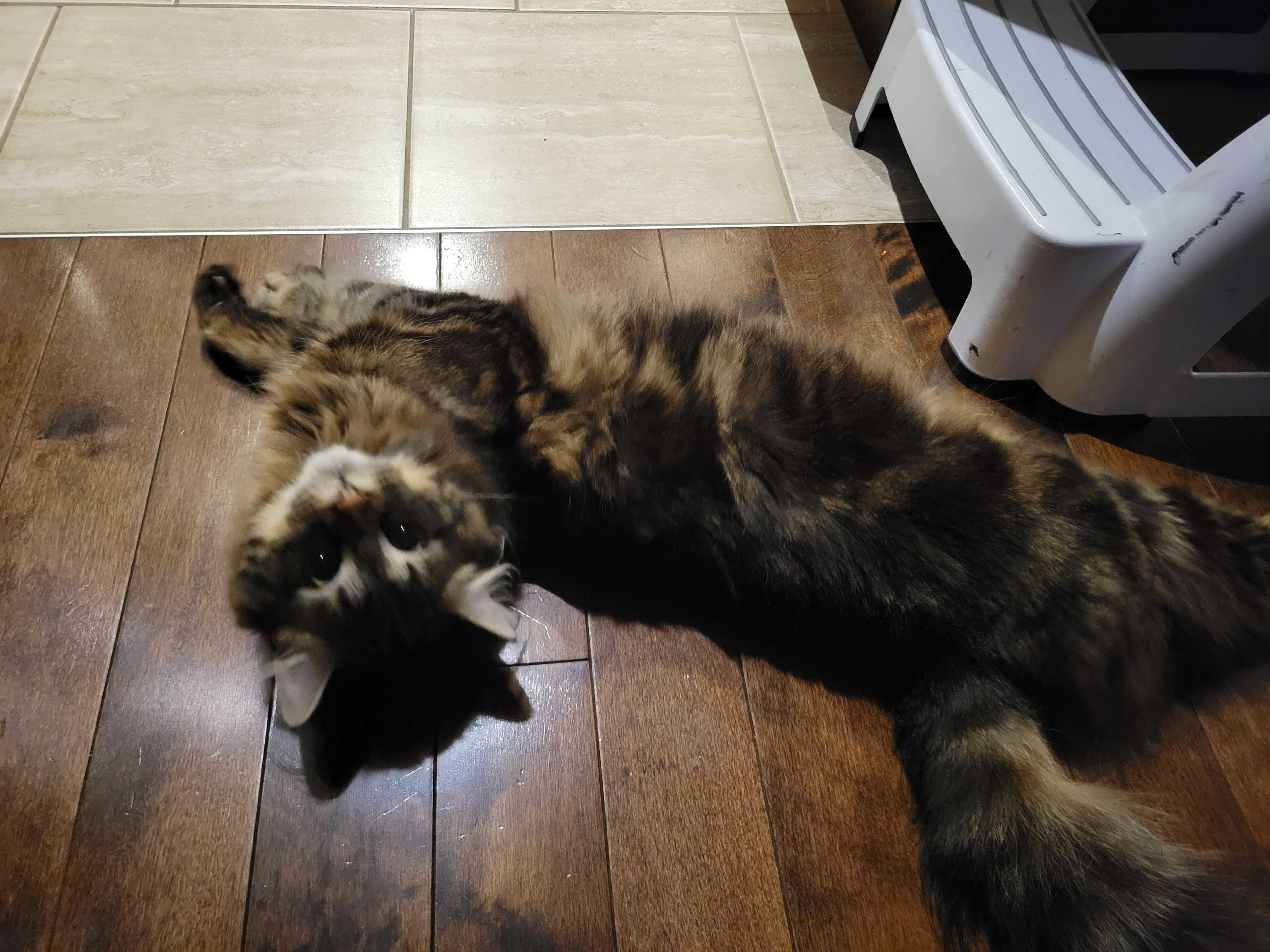 Enlarge Rudy, a ADOPTABLE Domestic Long Hair in Wakefield, QC image 2/3