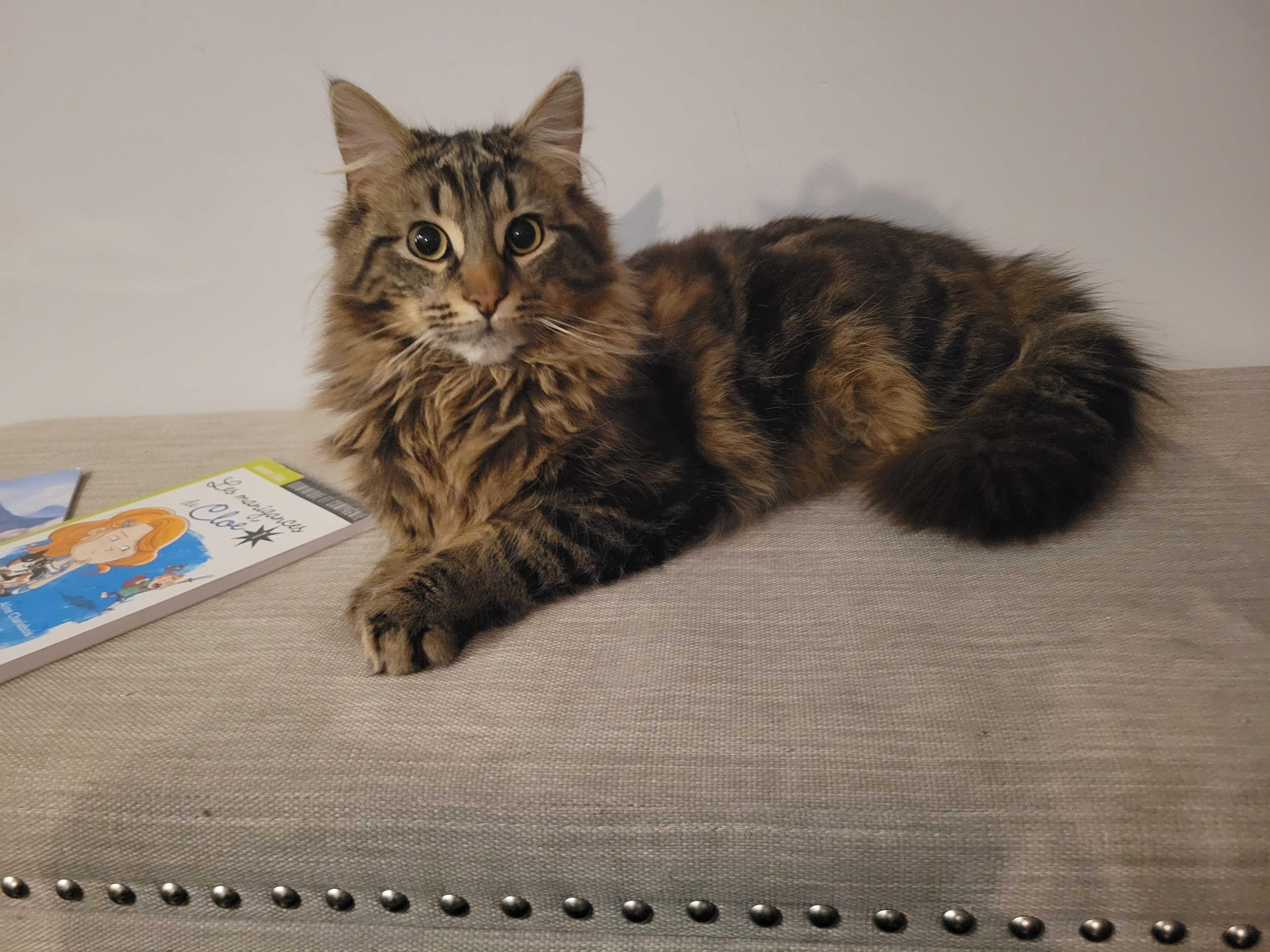 Enlarge Rudy, a ADOPTABLE Domestic Long Hair in Wakefield, QC image 1/3