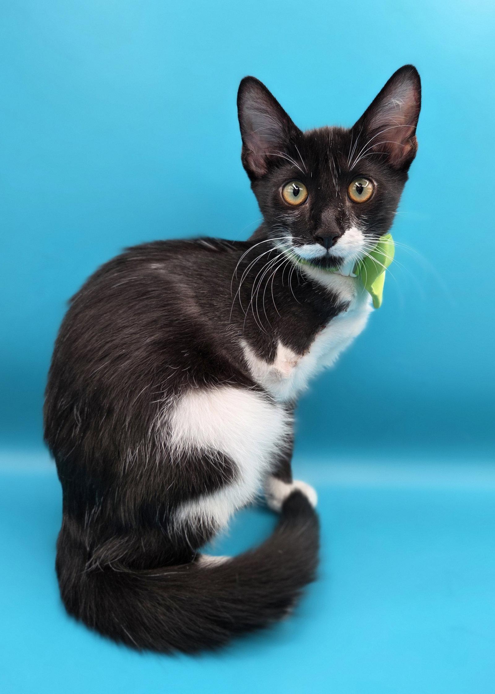 Costa (3 legs!), Adopted, Kitten Male Domestic Short Hair & Tuxedo.