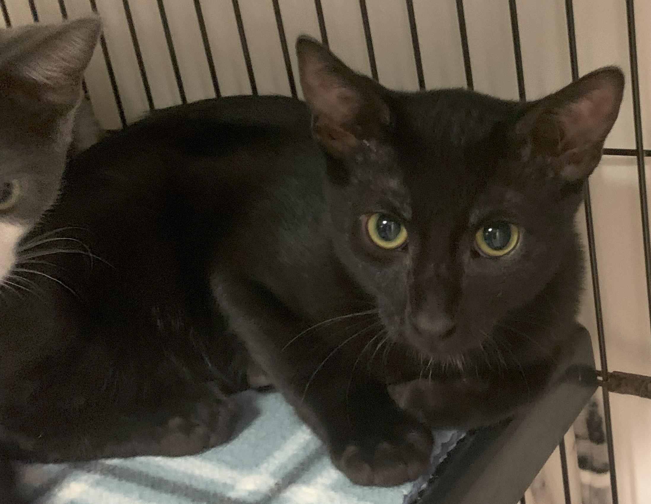 Kooper25, a Adoptable Domestic Short Hair in Milwaukee, WI image 1/5