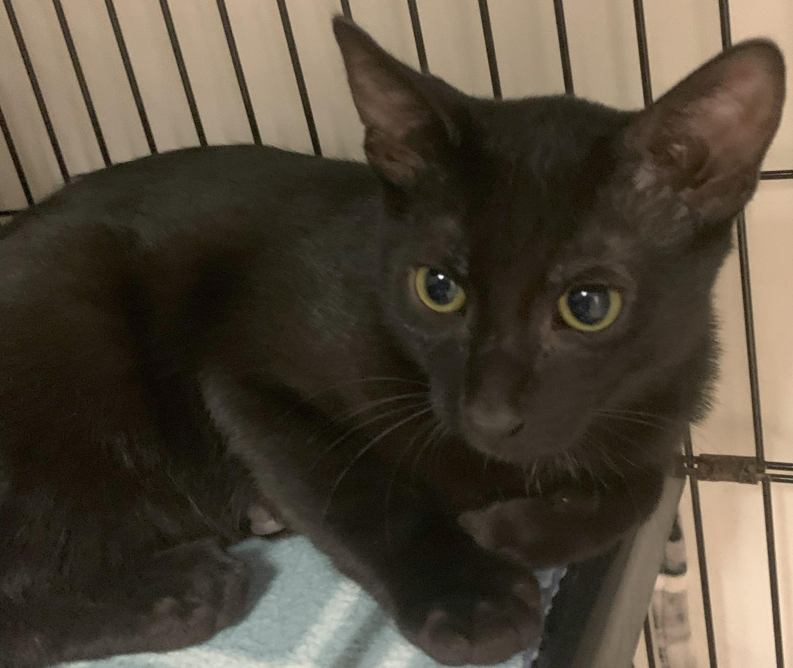 Kooper25, a Adoptable Domestic Short Hair in Milwaukee, WI image 2/5