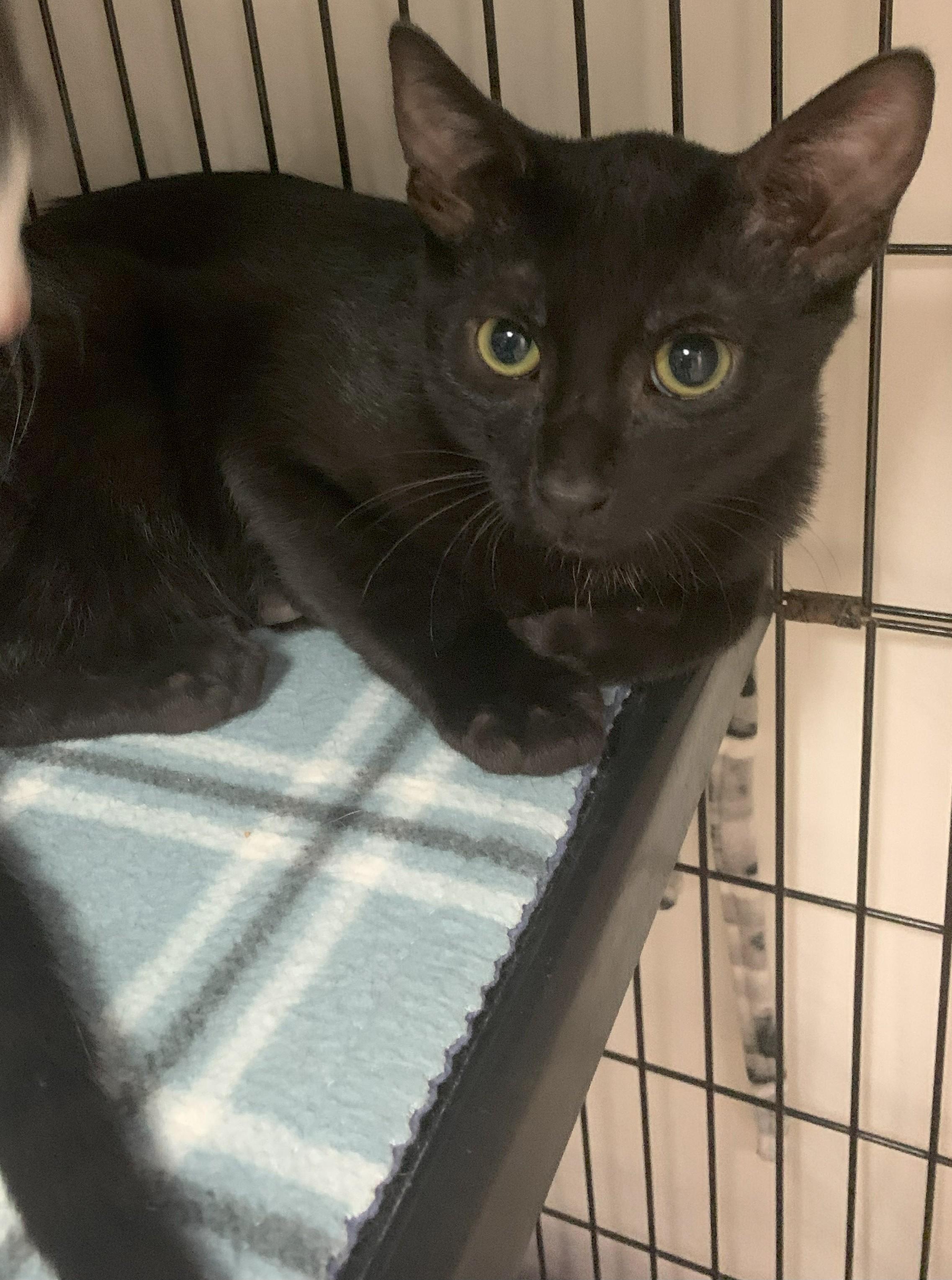 Kooper25, a Adoptable Domestic Short Hair in Milwaukee, WI image 3/5