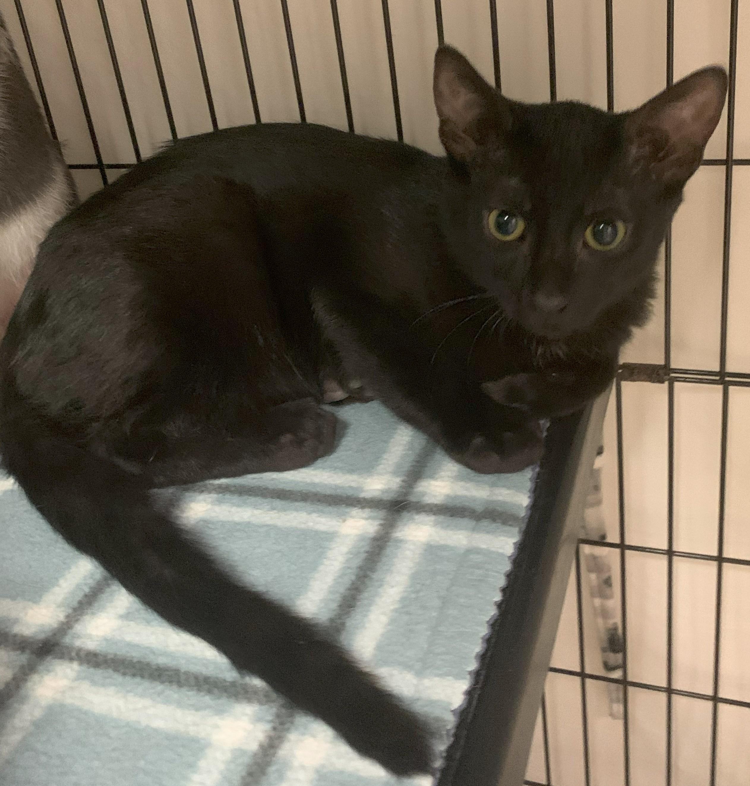 Kooper25, a Adoptable Domestic Short Hair in Milwaukee, WI image 4/5