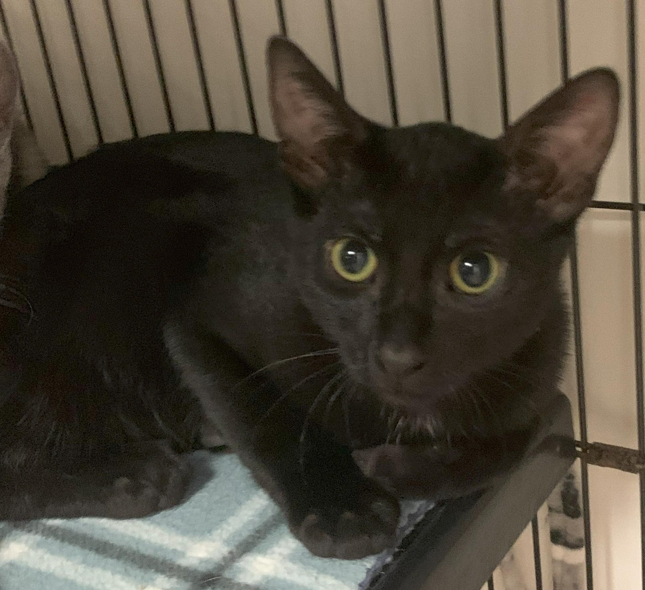 Kooper25, a Adoptable Domestic Short Hair in Milwaukee, WI image 5/5