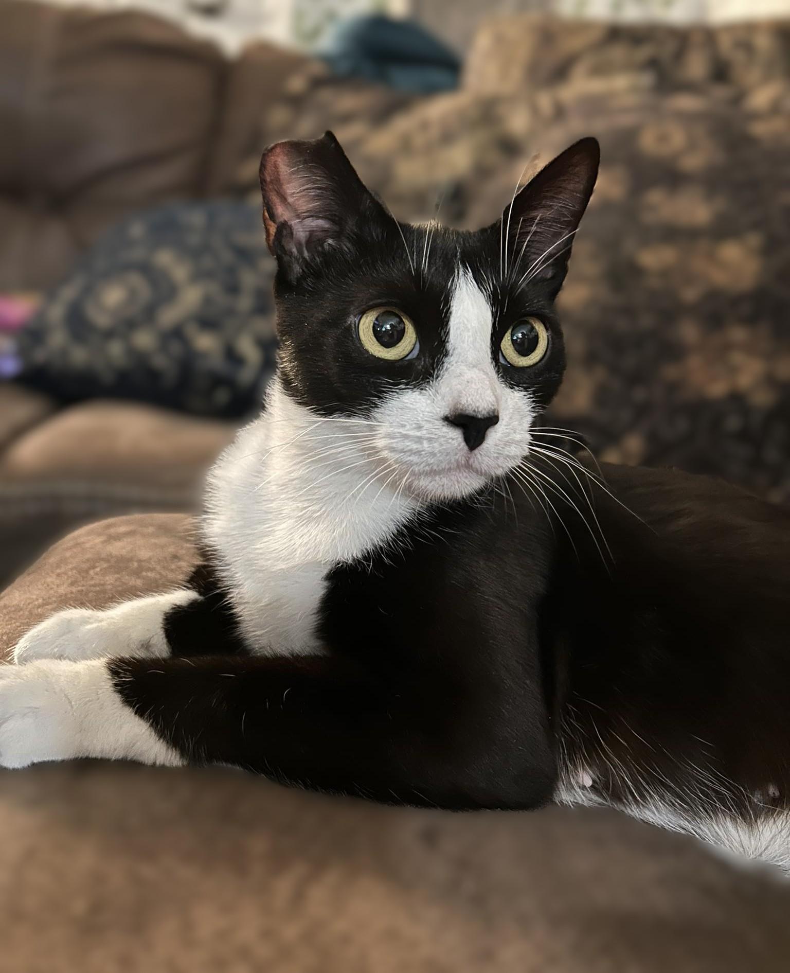 Severus, a Adoptable mixed breed in Savannah, GA image 1/4