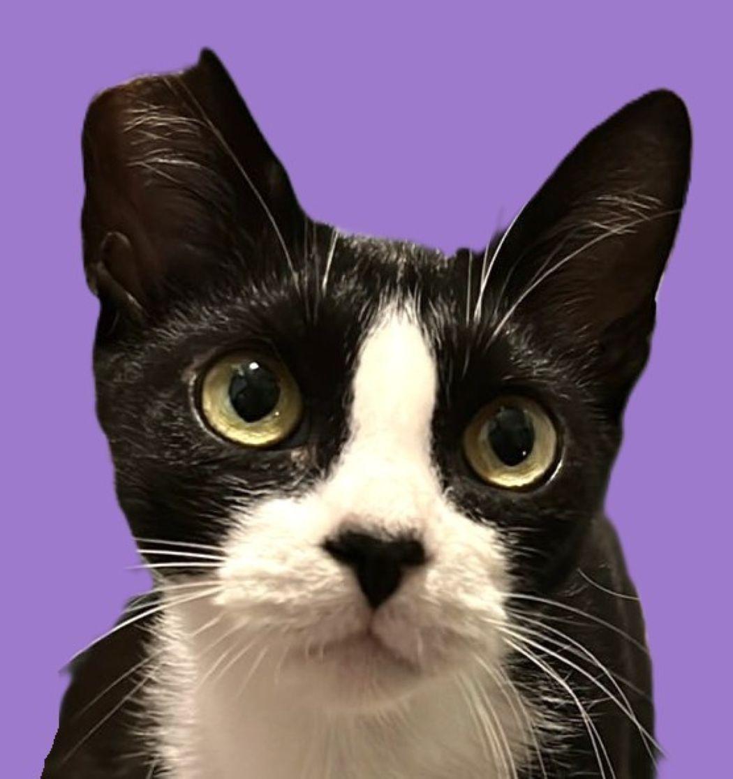 Severus, a Adoptable mixed breed in Savannah, GA image 2/4