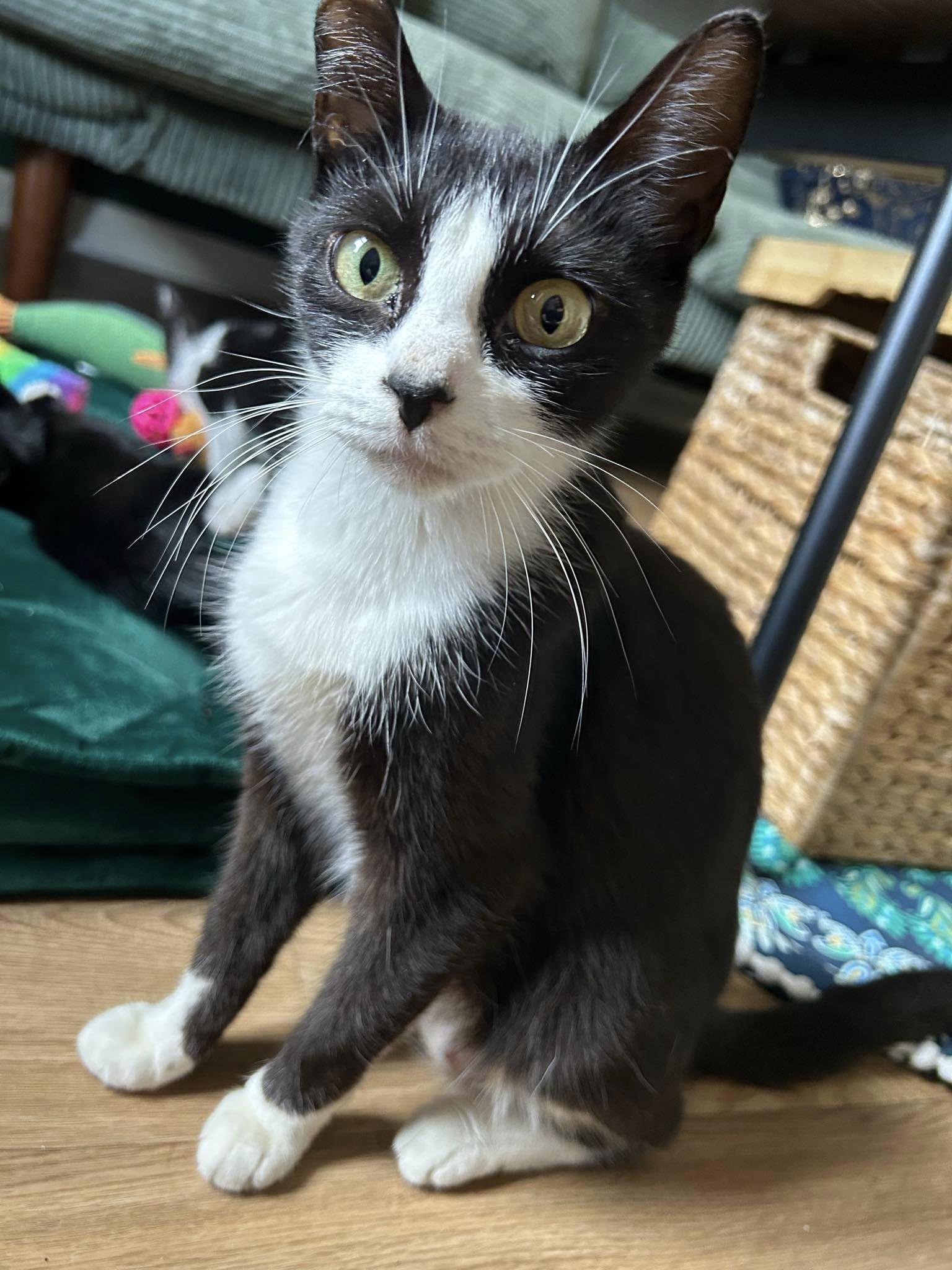 Severus, a Adoptable mixed breed in Savannah, GA image 3/4