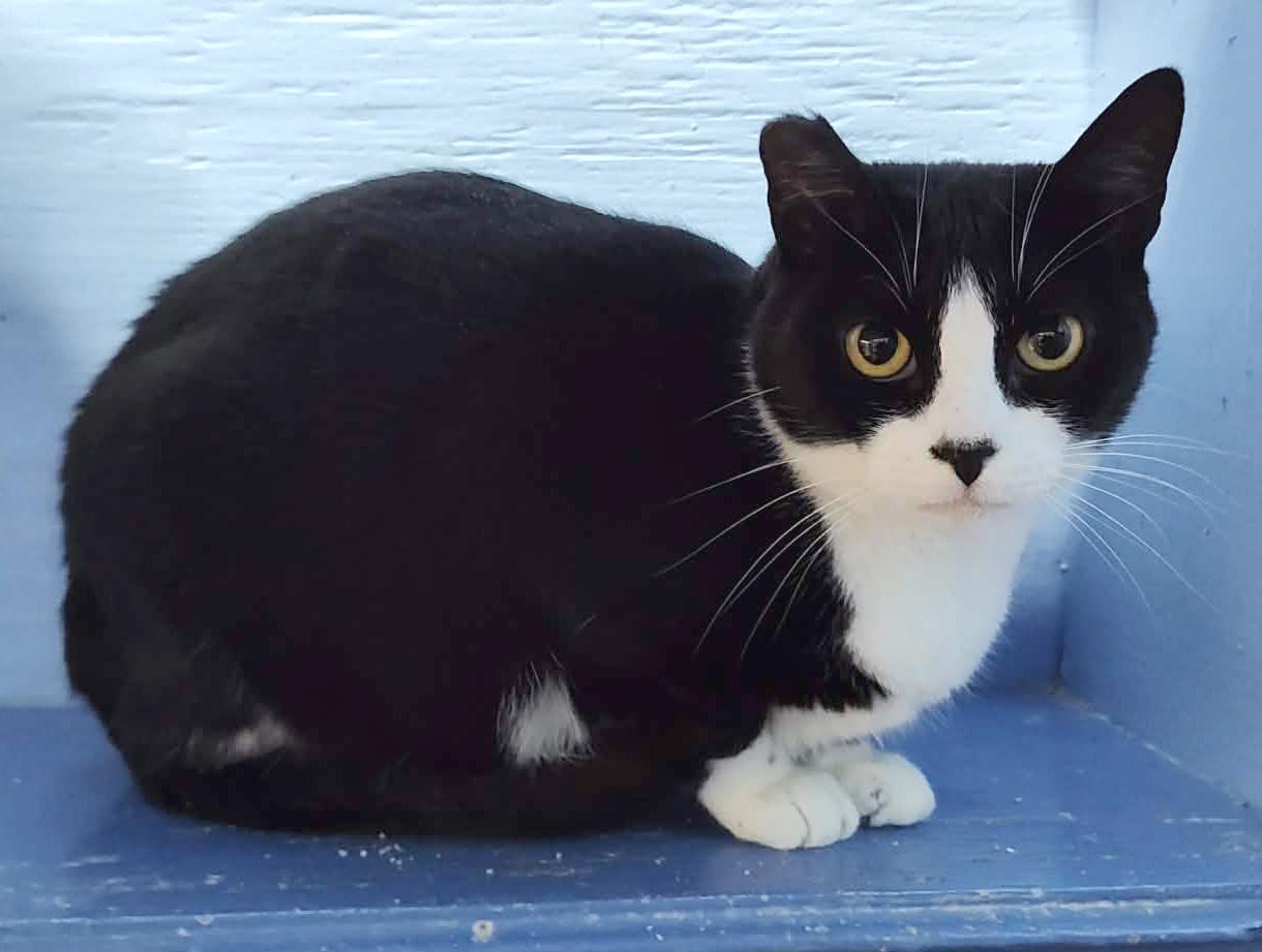 Enlarge Severus, a Adoptable mixed breed in Savannah, GA image 4/6