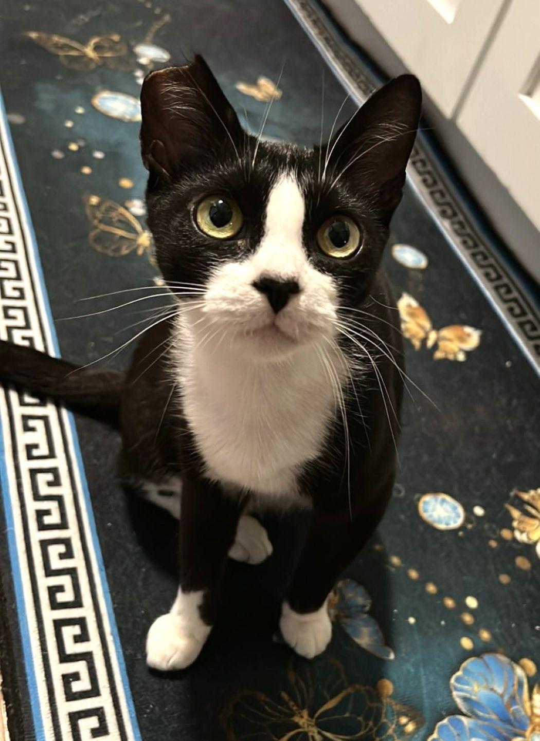 Severus, a Adoptable mixed breed in Savannah, GA image 4/4