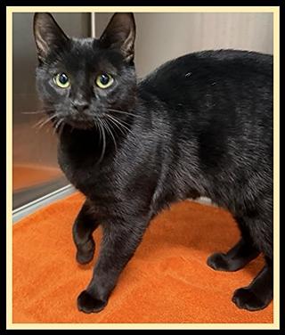 SPONGE, Adoptable, Young Male Domestic Short Hair.