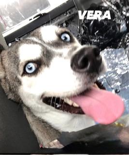 Enlarge Vera, a Adopted Husky in Batavia, OH image 4/4