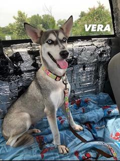 Enlarge Vera, a Adopted Husky in Batavia, OH image 1/4