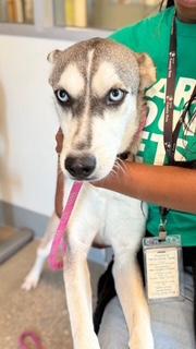 Enlarge Vera, a Adopted Husky in Batavia, OH image 3/4