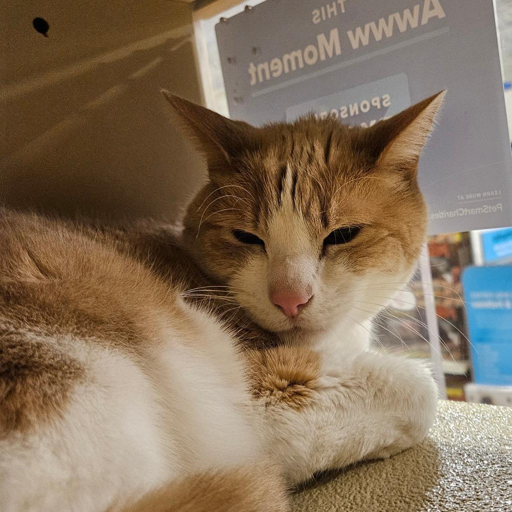 Enlarge Rambo, a Adoptable Domestic Short Hair in Las Vegas, NV image 1/1