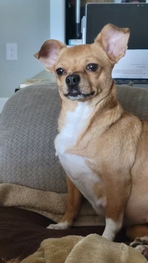 Chili, a Adopted Chihuahua in Orlando, FL image 1/15