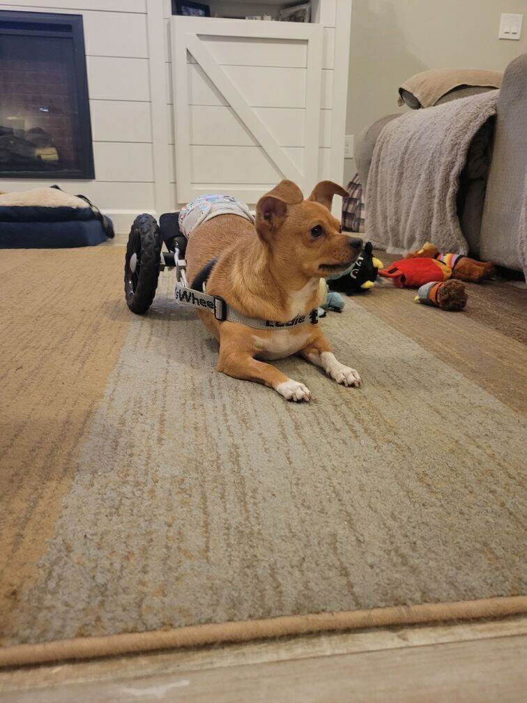 Chili, a Adopted Chihuahua in Orlando, FL image 2/15