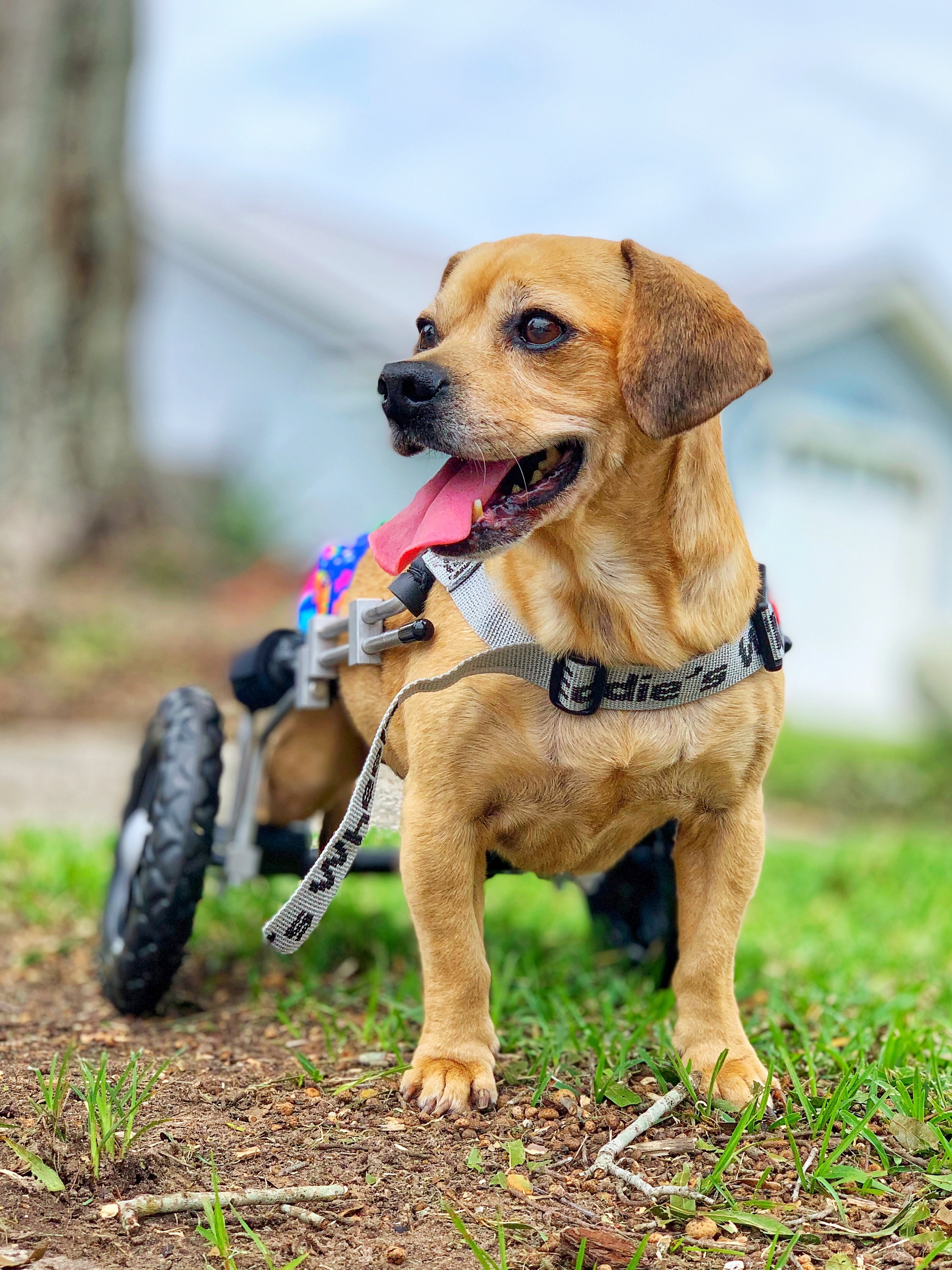 Chili, a Adopted Chihuahua in Orlando, FL image 3/15