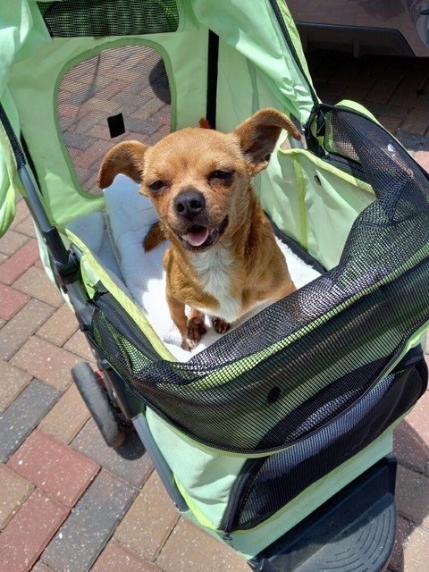 Chili, a Adopted Chihuahua in Orlando, FL image 4/15