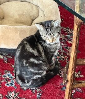 Grazie – The Sweetest Little Swirl, a ADOPTABLE Domestic Short Hair in Prescott, AZ image 1/3