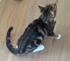 Grazie – The Sweetest Little Swirl, a ADOPTABLE Domestic Short Hair in Prescott, AZ image 3/3